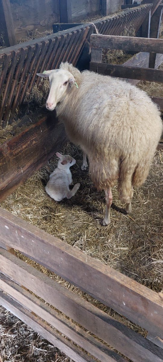 Edese Schaapskudde tweet media
