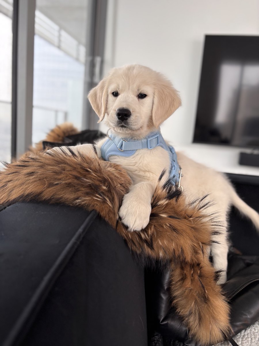 Romy Daniel 💫 tweet media