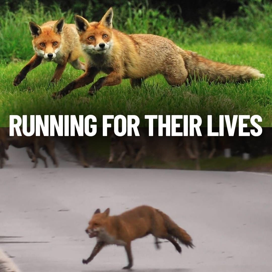 Protect the Wild tweet media