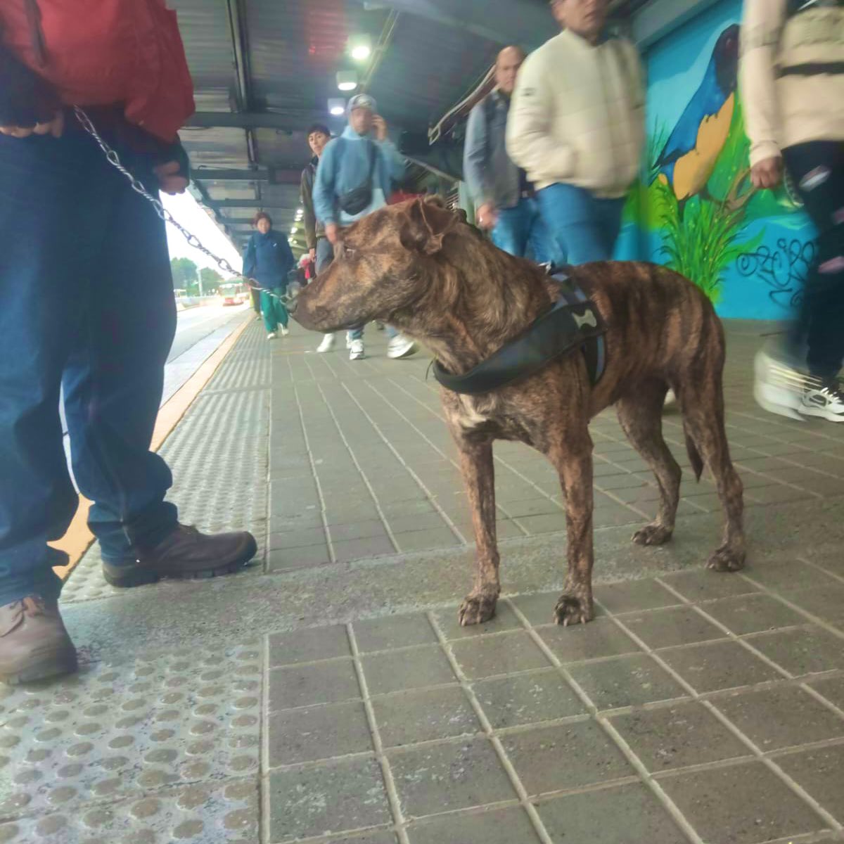 TransMilenio's tweet photo. 📍Portal Norte 
Acaba de llegar este perrito 🐾 un poco asustado y perdido, necesitamos de tu ayuda para encontrar su hogar o uno de paso 🥺💪 https://t.co/1UMXRsdTa0
