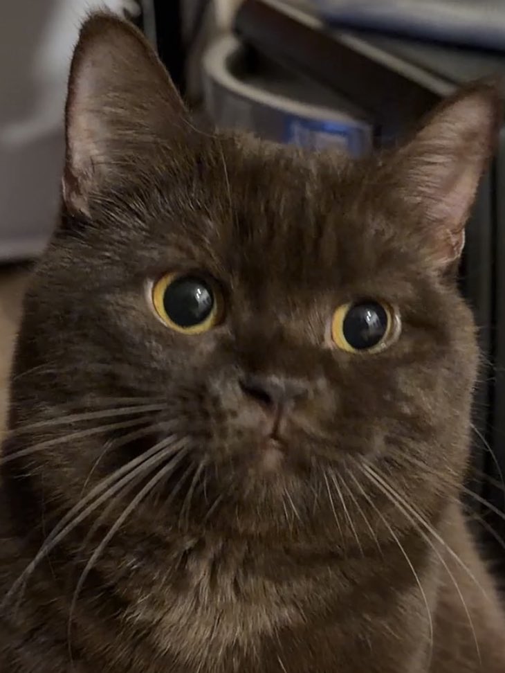 chubbychayen's tweet image. อ้วงๆแน่นๆเยยหมาจิ๋วว ละชอบทำปากจุมุตลอดเวลาตลก5555555