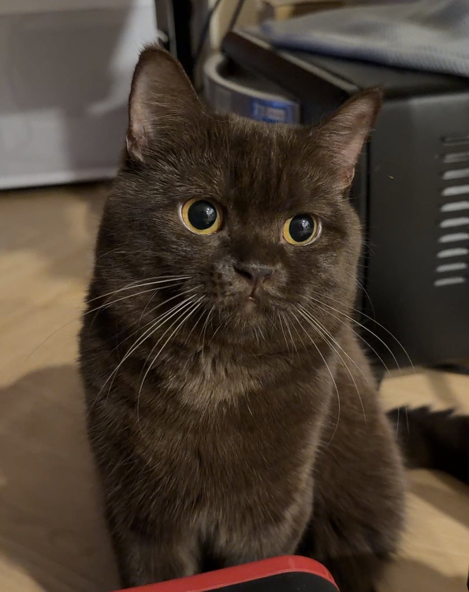 chubbychayen's tweet image. อ้วงๆแน่นๆเยยหมาจิ๋วว ละชอบทำปากจุมุตลอดเวลาตลก5555555