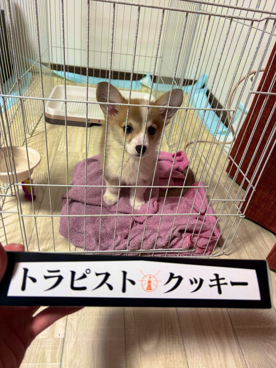 3年前、私がまだサウナでタオルは始めて間もない頃に銀座サウナに来てくれて。

すごく明るくて元気で
話し方が聡明で
飾らない素敵な人

久しぶりの再会
遠い芦別までわざわざ会いに来てくれて…
アウフグース受けてもらえて嬉しかった！
本当にありがとうございました！
大好きです🫶♡
