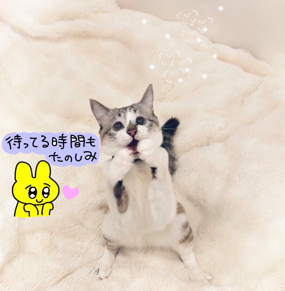 黒猫みんと 寝そべりCAT 黒猫｜三英貿易株式会社