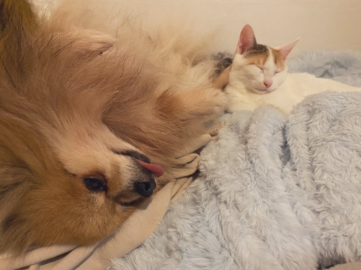 Post by かるぼう on X: ポメポメ😍