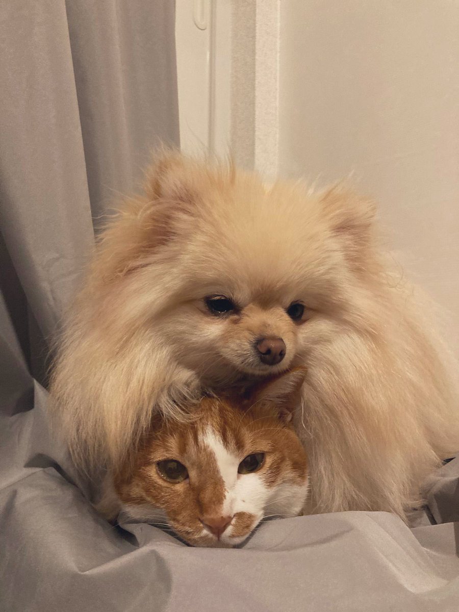 ポメころびページです୨୧ Post by かるぼう on X: ポメポメ😍