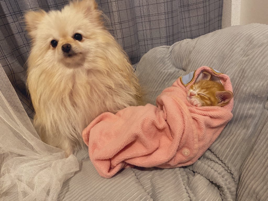 ポメころびページです୨୧ Post by かるぼう on X: ポメポメ😍