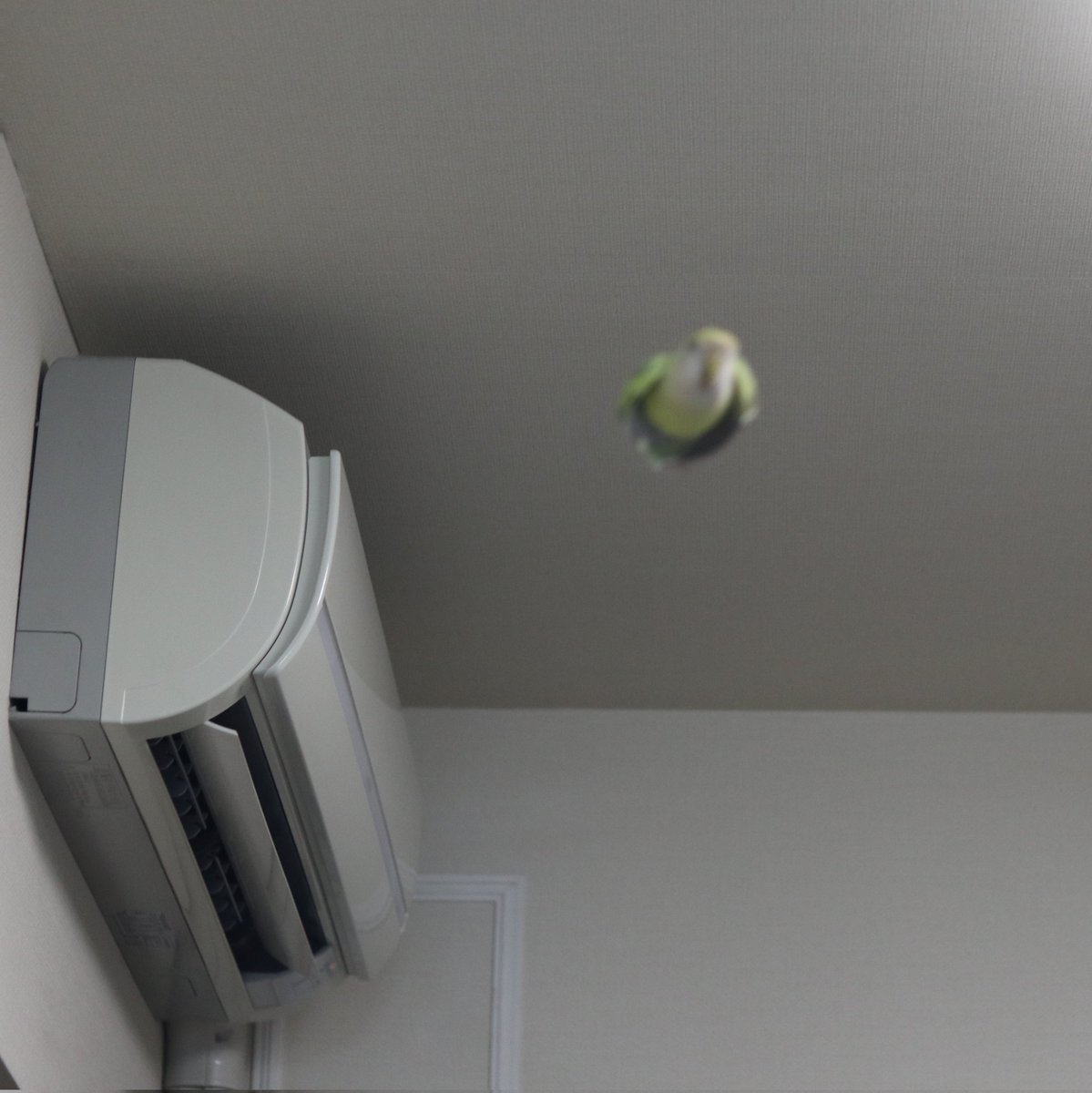 本日の一枚。#若葉ちゃん