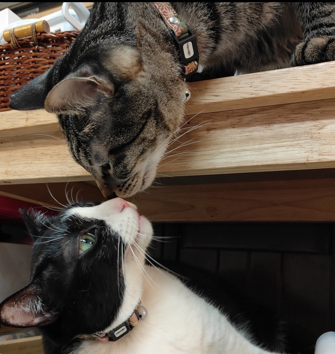 haruurarin's tweet photo. 尊い♥
さっちゃん&amp;とらちゃん
#保護猫 
#CATSWELCARE https://t.co/7DOT0ELOyT