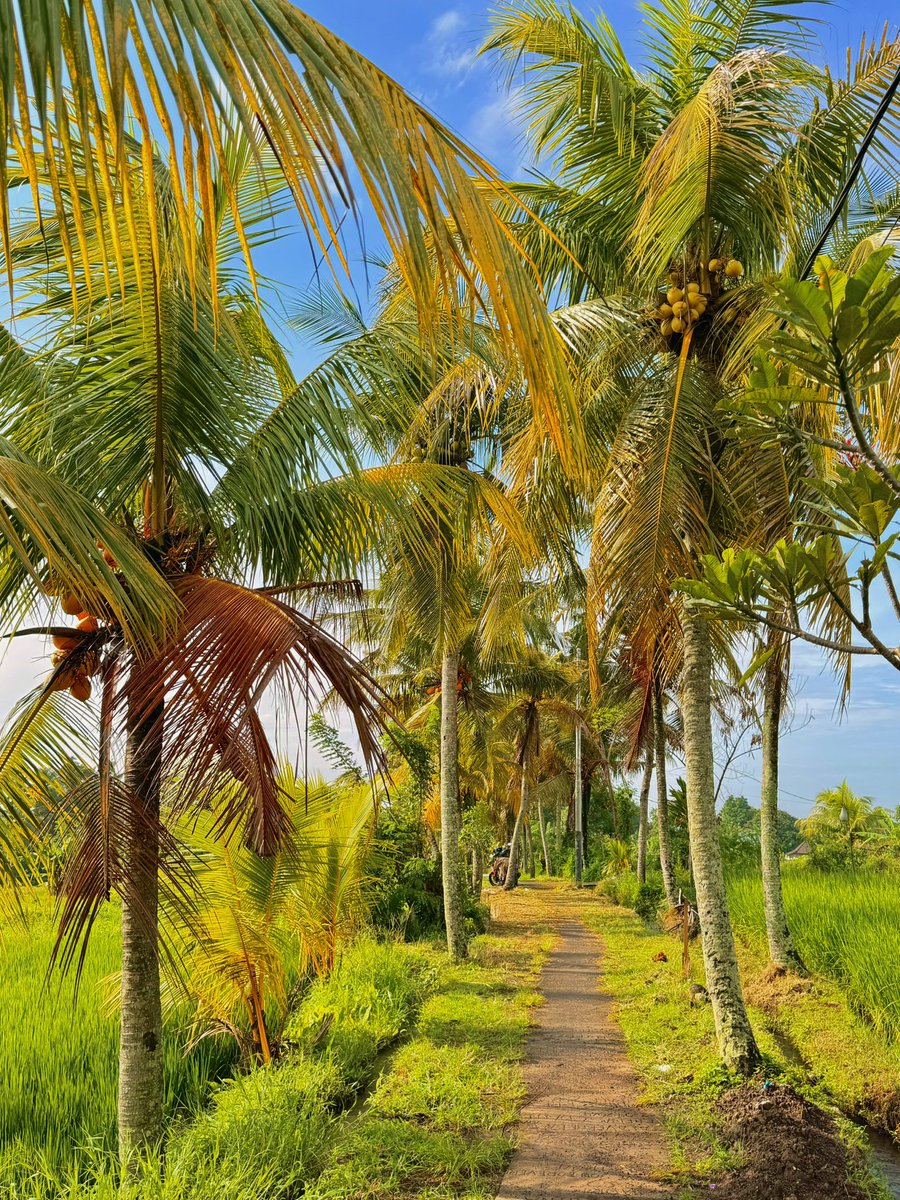 Am descoperit un alt nivel de fericire când conduc scuterul printre verdele ăsta infinit : palmieri, bananieri, liniște și drumuri care te fac să uiți de tot. Libertatea pe care o simt aici e autentică, vie și o s-o port mereu în suflet. Sunt fericit. ☀️