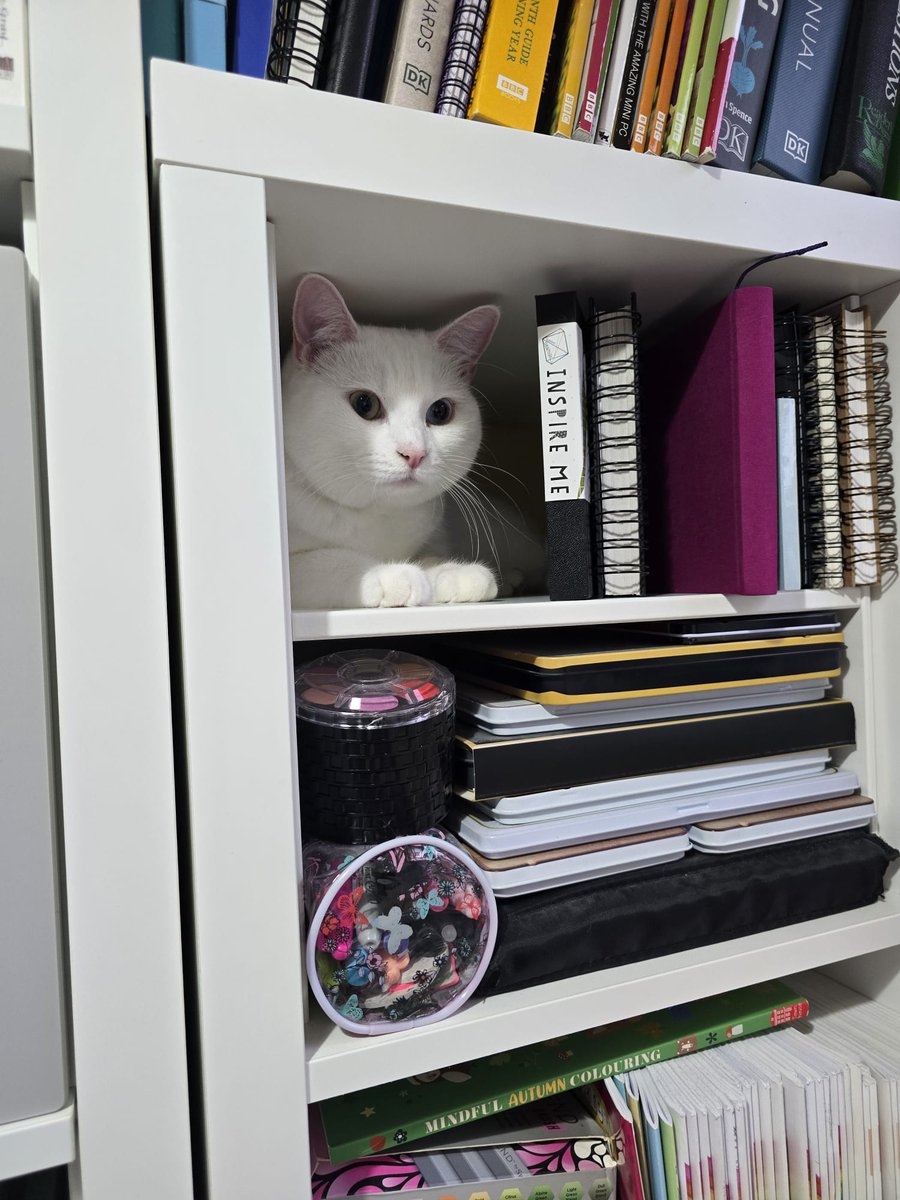 Nancy Bear tweet media