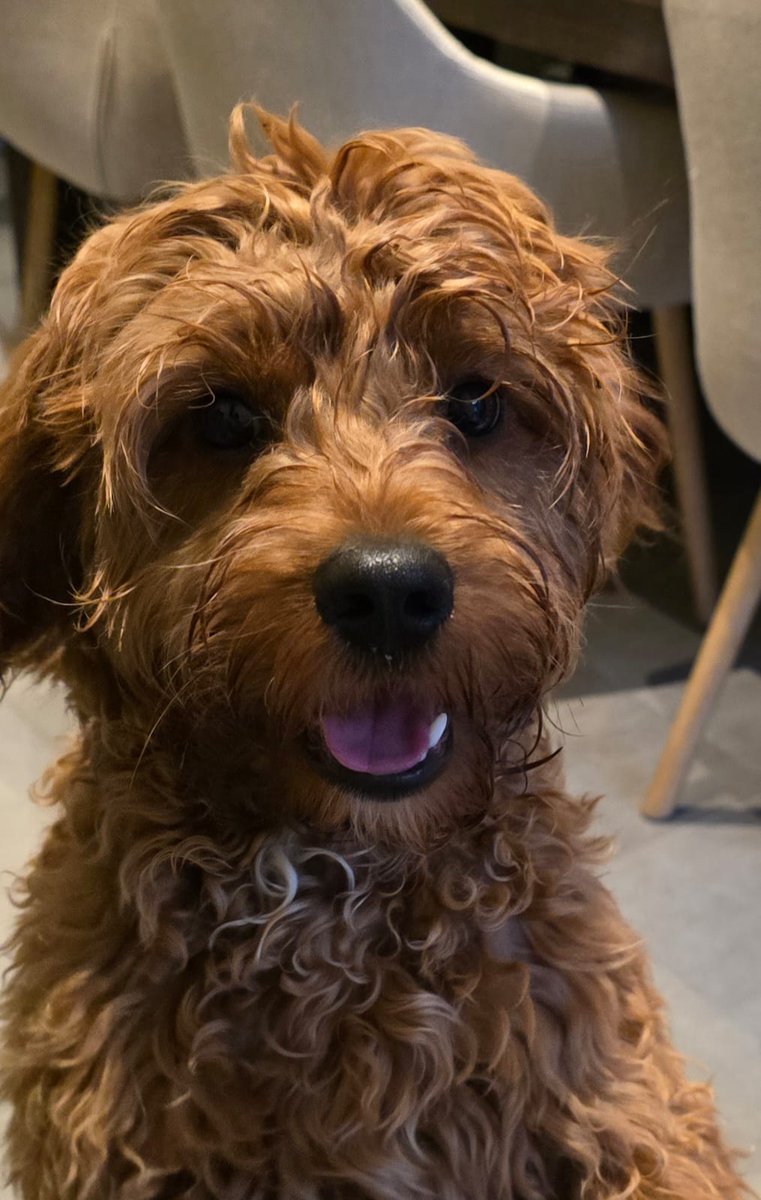 CharlieConwell_Author🇧🇪🇮🇪 tweet media