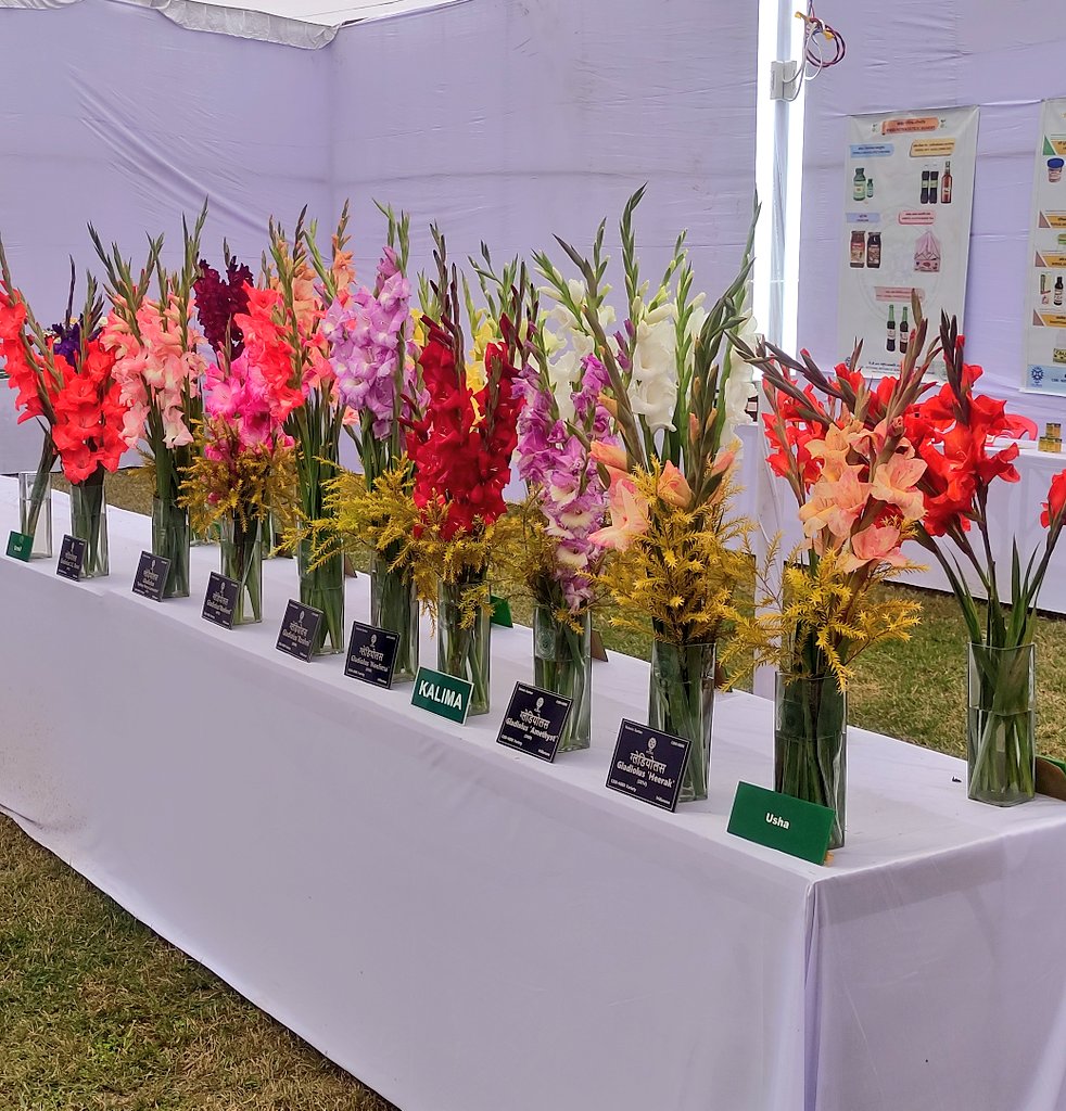 NBRI Blooming 🌸🌹🌺🌻