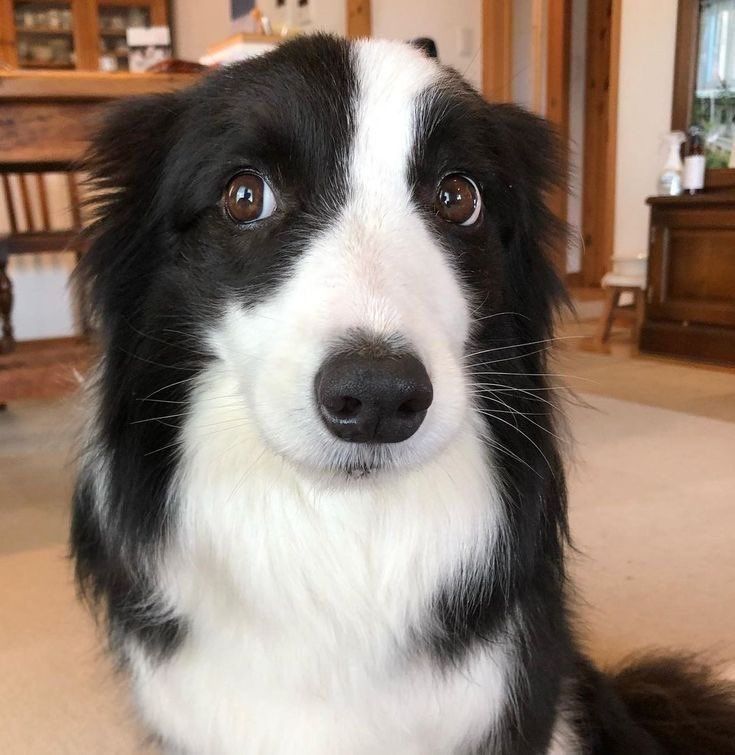 Sundaylette's tweet image. Collie's name and design is quite literally taken from the breed Border Collie, that's why her hair is like this