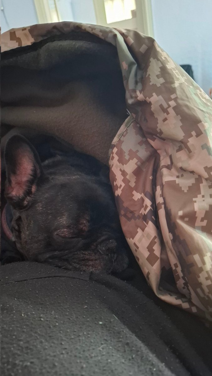 Docmet's tweet image. Буш прийшов погрітися в  спальнику, лапи льодяні.