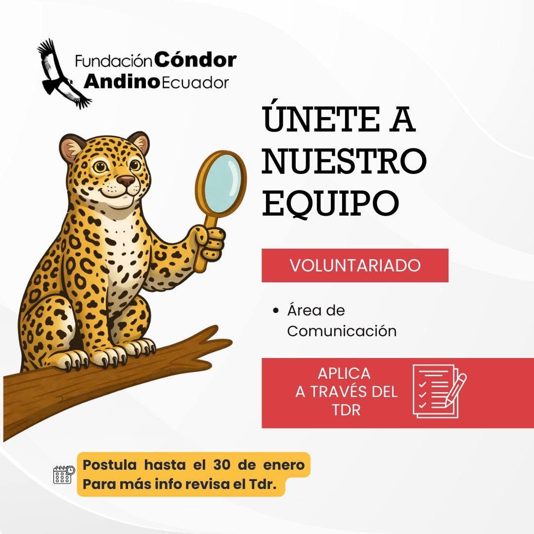 CondorFundacion's tweet photo. 🐾✨ ¡ÚNETE A LOS VOLUNTARIADOS FCAE! ✨🐾

🔬 Voluntariado Veterinaria
👉 Postula aquí: https://t.co/a9Z7PqbX2v

📢 Voluntariado Comunicación
👉 Postula aquí: https://t.co/3EFHe9OGlG

💚 Aprende, aporta y deja huella.

#Voluntariado #Conservación #Veterinaria #Comunicación #FCAE https://t.co/TjUMMZPApW
