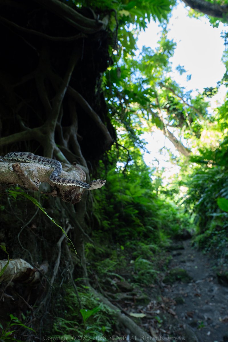 あったかいフィールドにいきたいな。ばたねすの真っ白なやつとか探したい。

バタネスハブ
Trimeresurus mcgregori