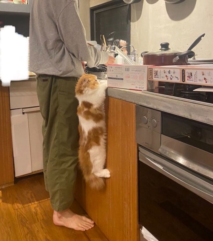 Cats all the way tweet media