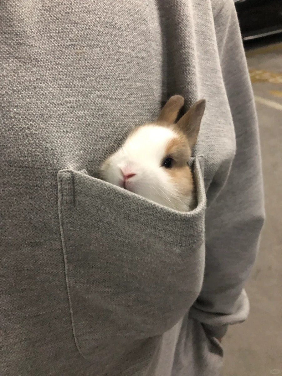 Why you should have a rabbit (@shouldhaverabit) on Twitter photo 