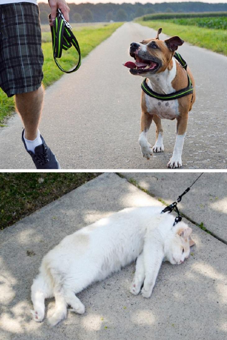 We love them all yet there are some major differences between your dog and your cat. Let's just consider "going for walks" for instance. #myfourleggedkids.com #adoptdontshop #loveallanimals