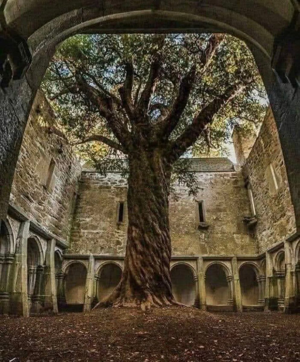 The yew tree at Muckross 🌳

The yew tree at Muckross Abbey in Killarney, Co. Kerry, is a famous ancient tree, often cited as being
around 400 years old, though estimates range from 400 to over 700 years, growing majestically within the abbey's ruined cloister 🌳

#Kerry #Ireland