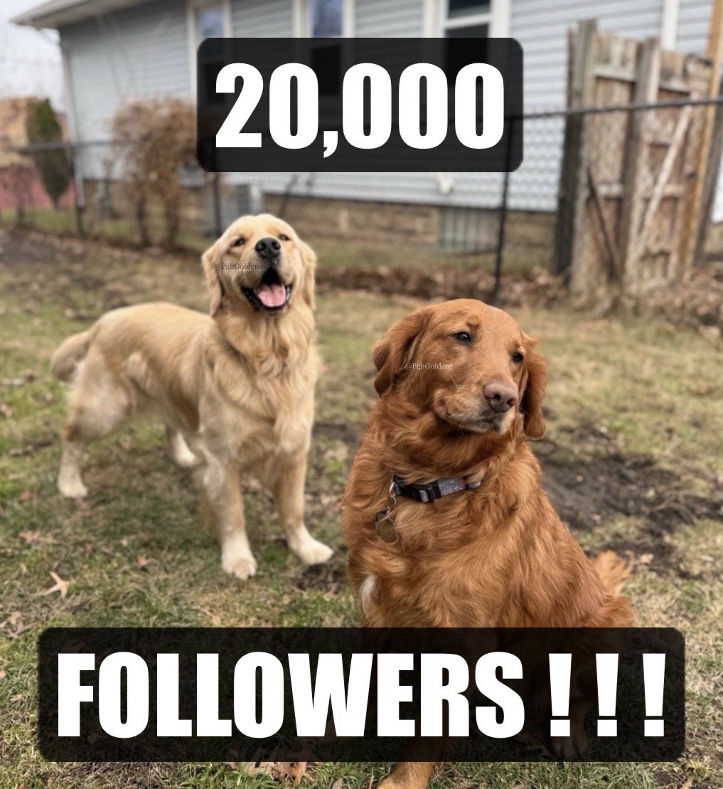 Note From The People - we would like to thank each and every one of our *TWENTY THOUSAND* twitter followers. Uncle Potter, Walker, and Ginger are the best dogs of all time (citation pending) and we are glad you are along for the ride.

#DogsOfTwitter #GoldenRetrievers #PghGoldens