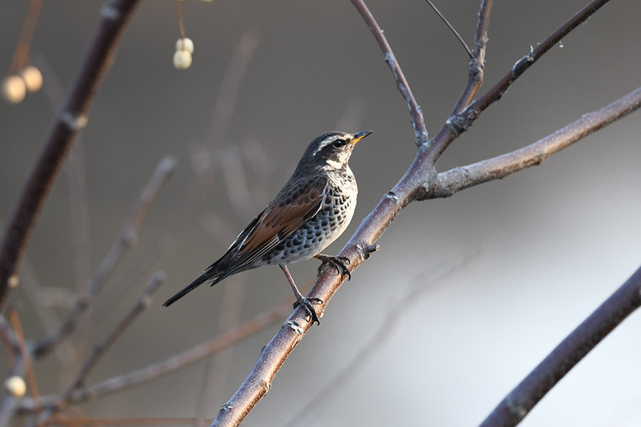 1/24の鳥撮り。ツグミ。