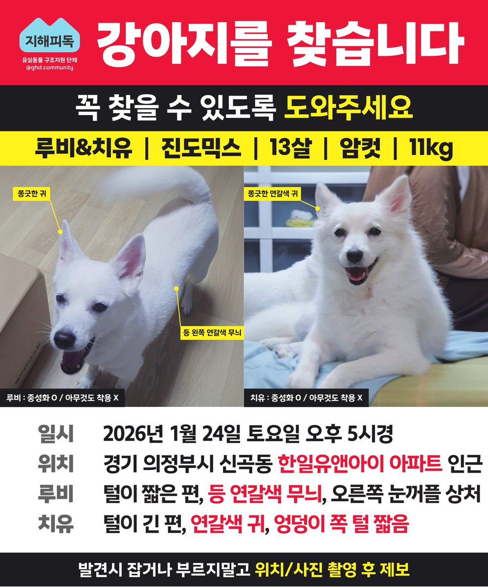 nomorelostpets's tweet image. 루비와 치유 전단지입니다
13살 노견이에요 많은 관심 부탁드려요 🙏