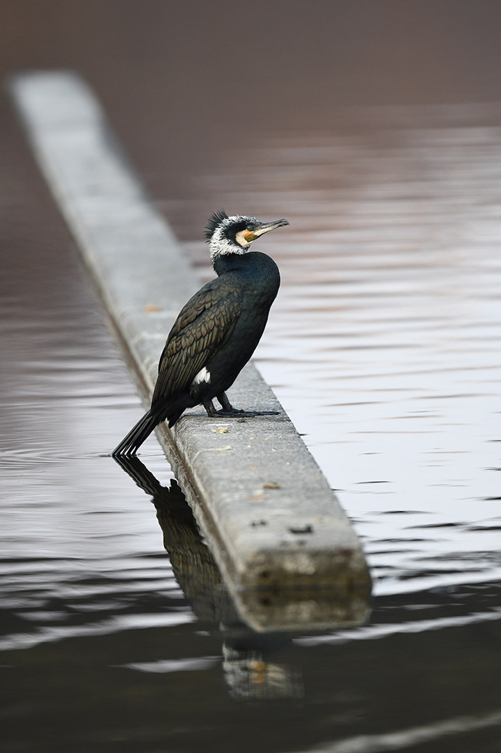 1/24の鳥撮り。カワウ。