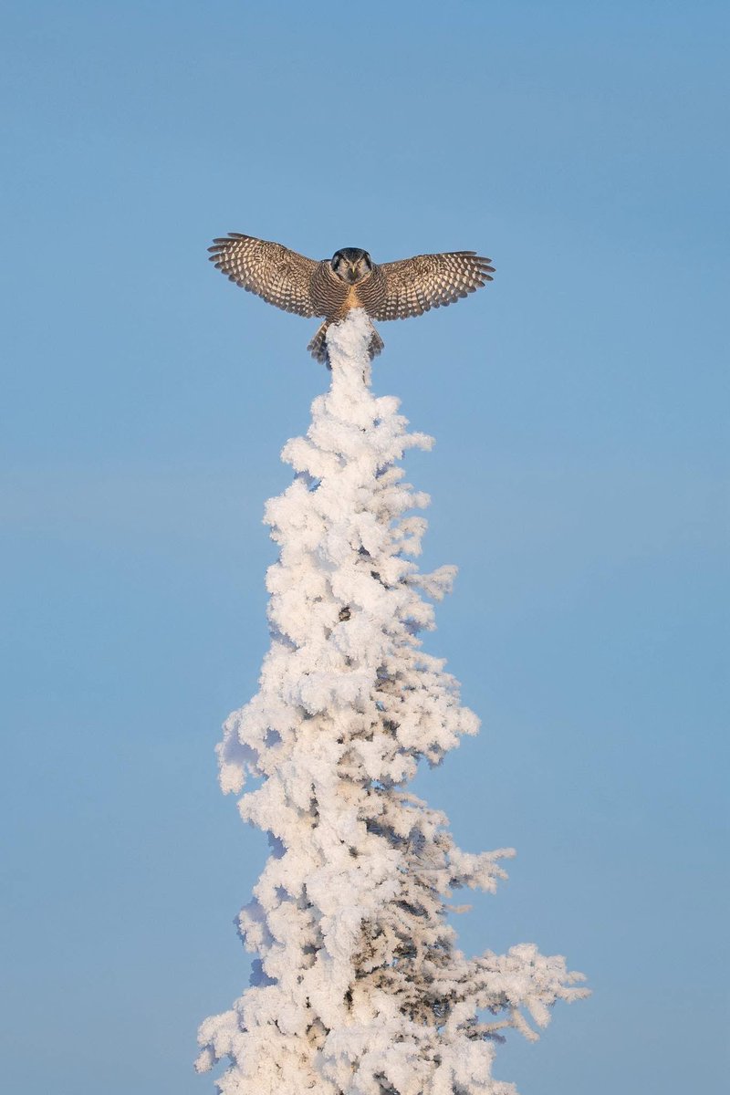 mnyamdavaa11's tweet photo. Northern Hawk Owl https://t.co/LZAM5iwod4