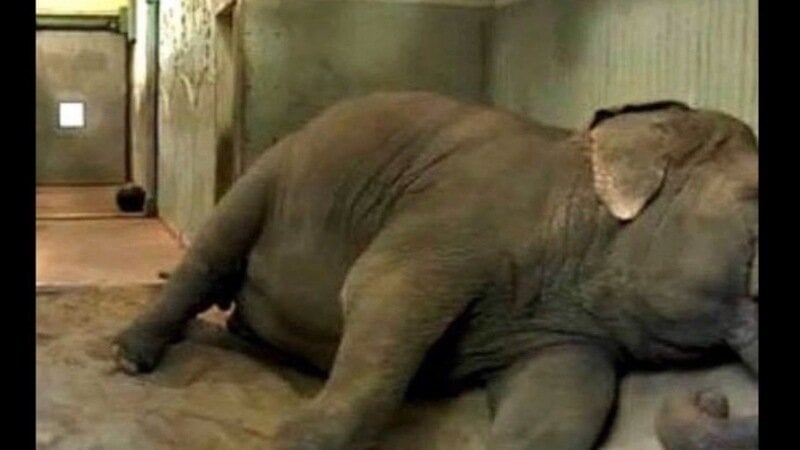 stae_elephants's tweet photo. Lucy the elephant in Edmonton Zoo, Canada should be living in a climate that is suitable for an elephant. Please sign this petition to relocate Lucy to a suitable sanctuary.
https://t.co/bZAlt7yKck https://t.co/i5ATN3fftf