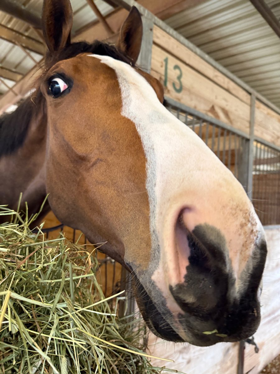 Best of luck to our girl Queen Azteca today in the G3 Houston Ladies Classic at Sam Houston.
Always ready for her close-up 💅 @teamvalor

📸 Sam Houston Race Park