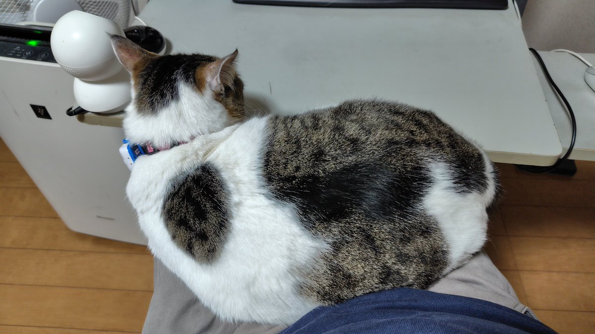 ルッコラちゃんが膝の上にいるので、動けません😅