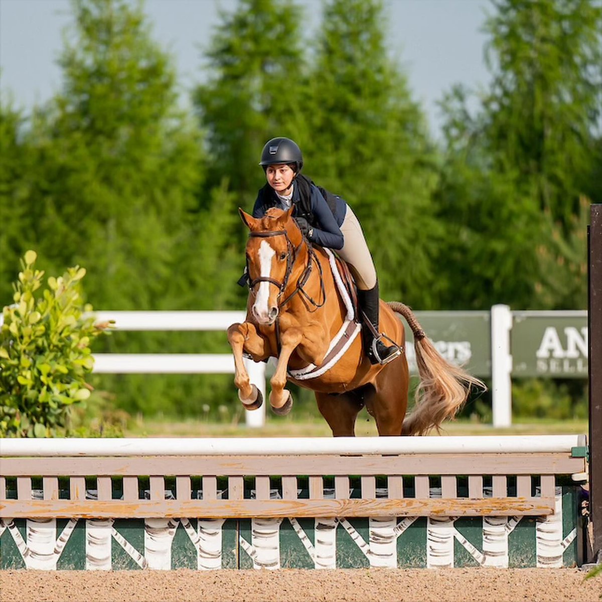 FANCY, LARGE DIVISION PONY A standout large pony with all the chrome and looks. He is a super cute mover with good form over fences, a big step, and good changes. Developed, loved and ridden by his kid, he has spent most of his life in Canada and has… dlvr.it/TQXbmZ