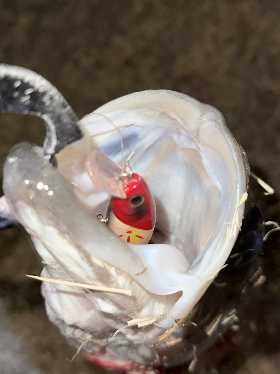 あかねん🎣☾ (@koakanen) / Posts / X