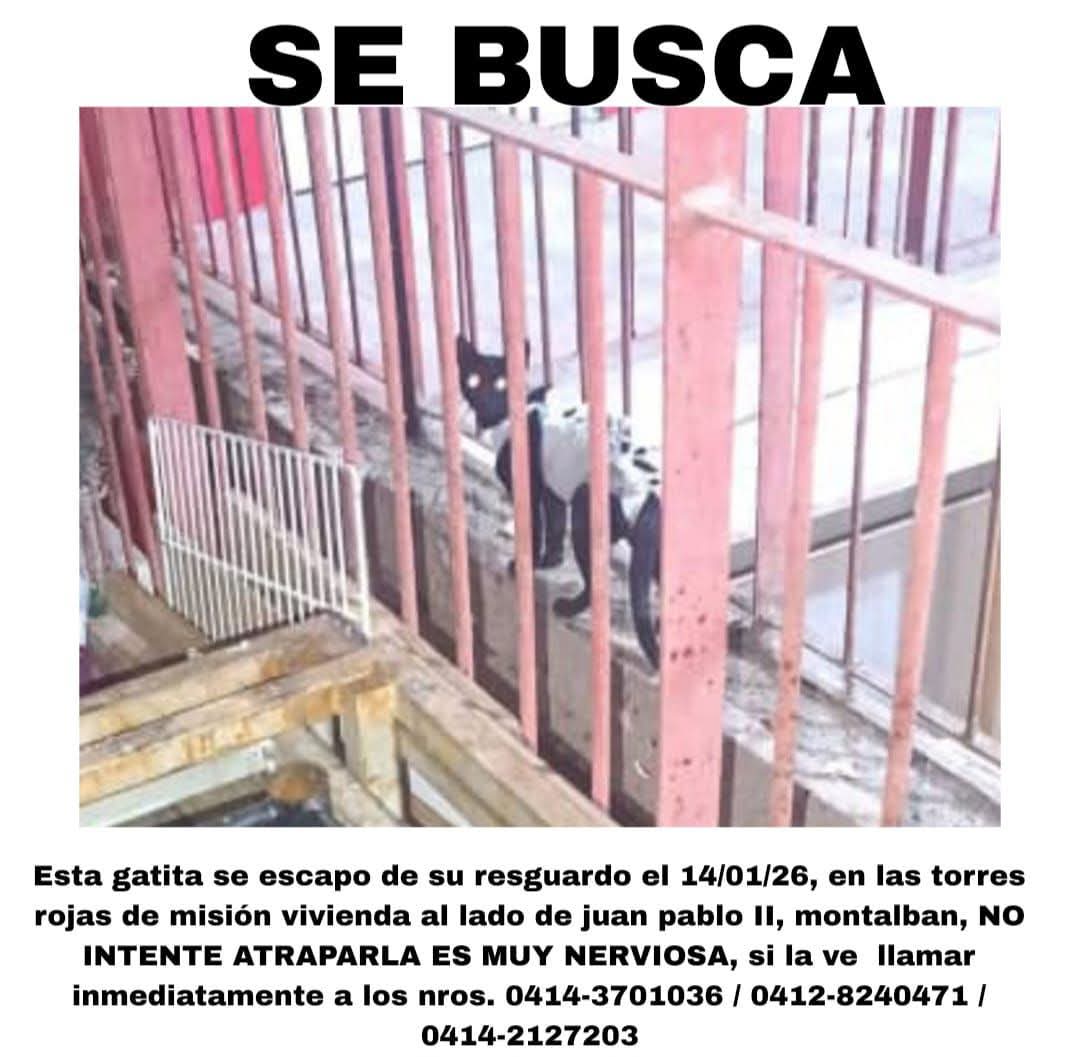 BuscandoAMiM's tweet photo. Se busca está gatita. Perdida en Montalbán en Caracas. 
Especificaciones de la dirección y número telefónico abajo en la imagen. 
#BuscandoAMiMascota #SeBusca #extraviado #Perdido #Gatos #Mascotas #caracas #montalban https://t.co/eFmzOqxs7y