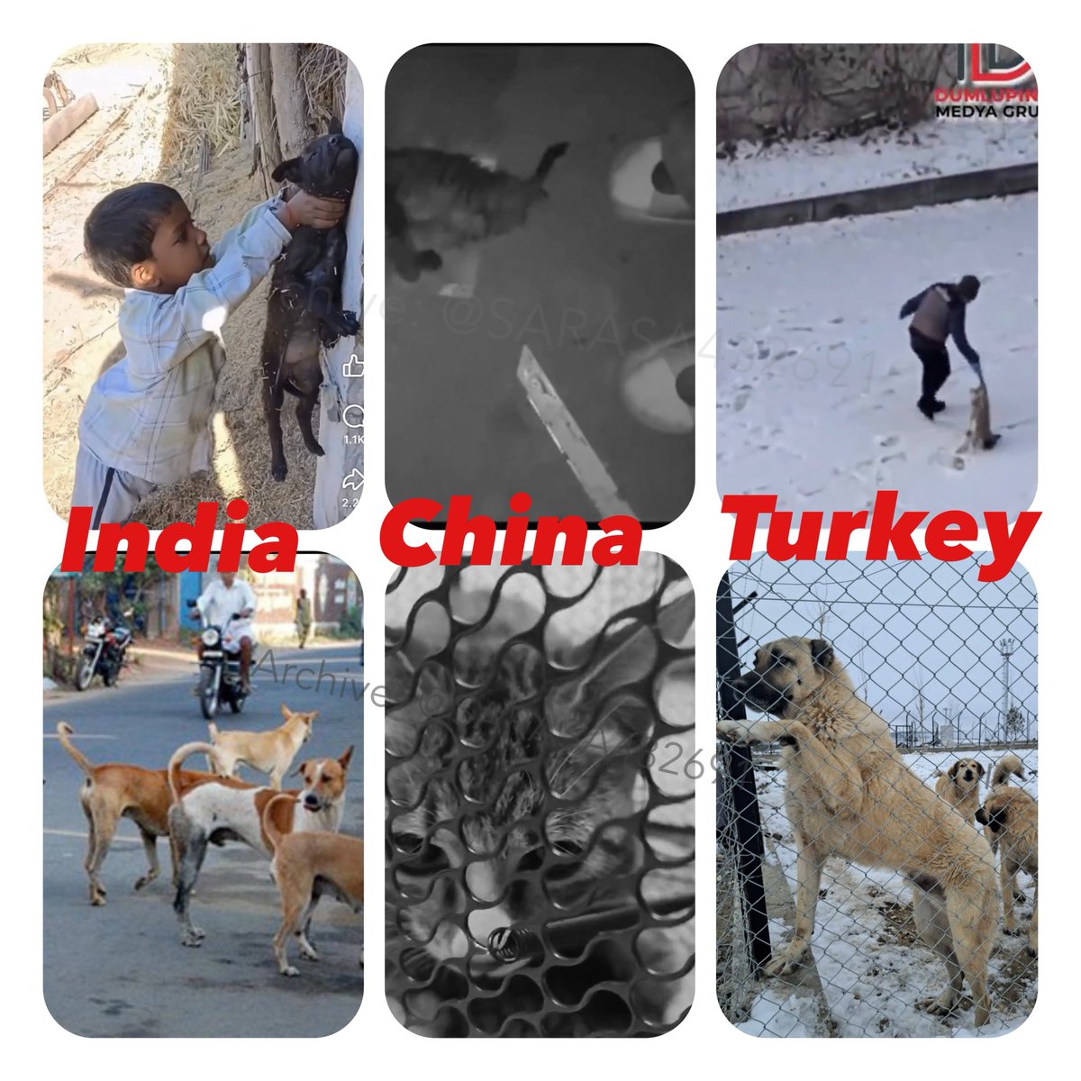 SARASA432691's tweet image. India. Turkey. China.
The issue is not about animals alone.

When governance fails,
how far will society go in justifying violence?

And when that line is crossed,
are animals truly the last ones to be discarded?

#AnimalAbuse
#ViolenceIsNotTheAnswer
#Humanity