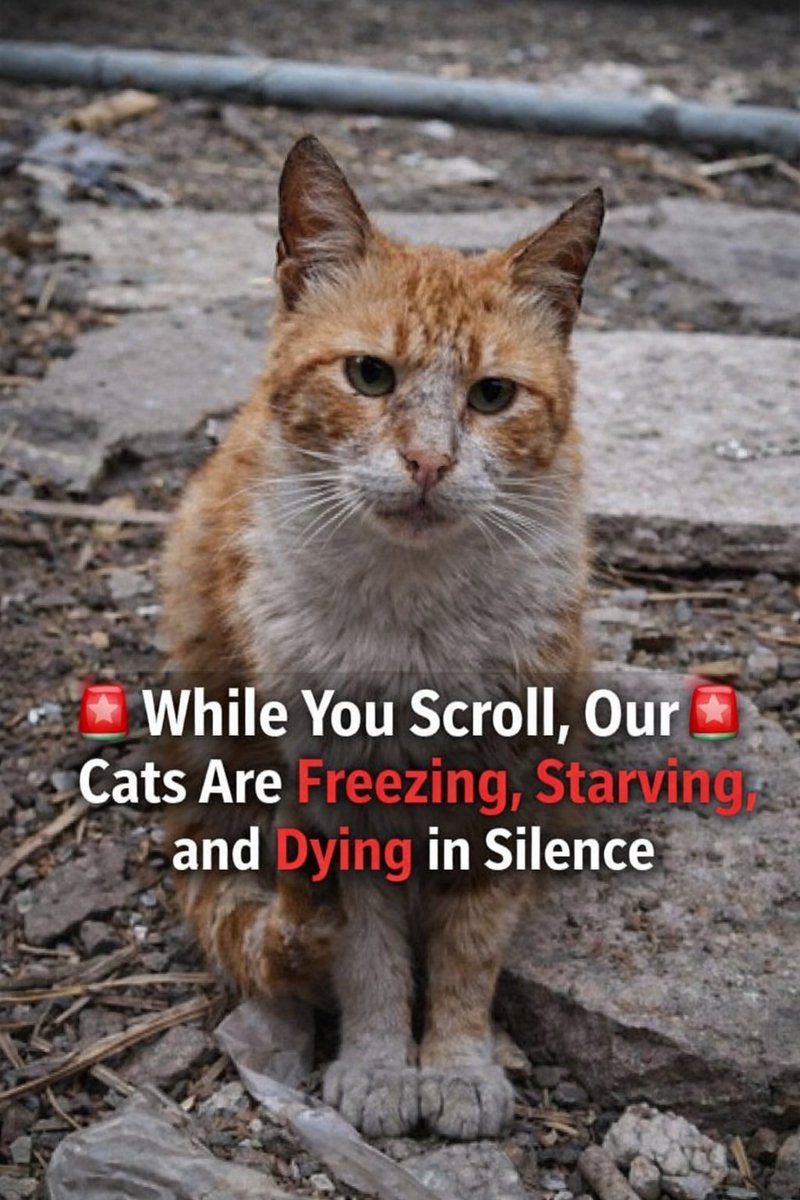 Animal Friends Shelter Gaza tweet media