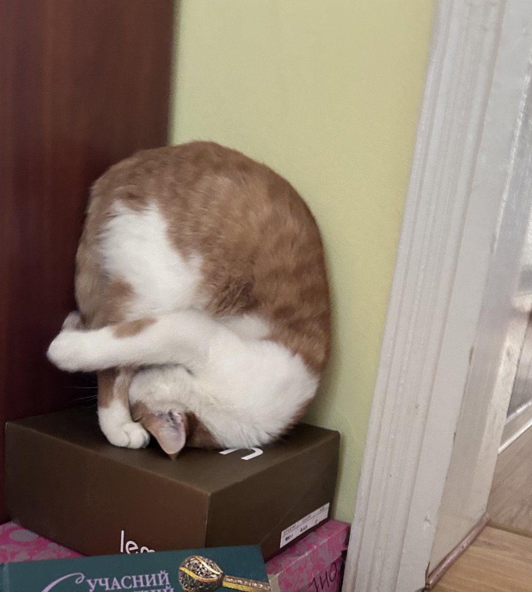 котоматуся ^^ tweet media