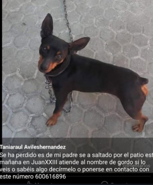 up_person's tweet image. 🆘🆘🆘#Perro #Perdido #Sevilla