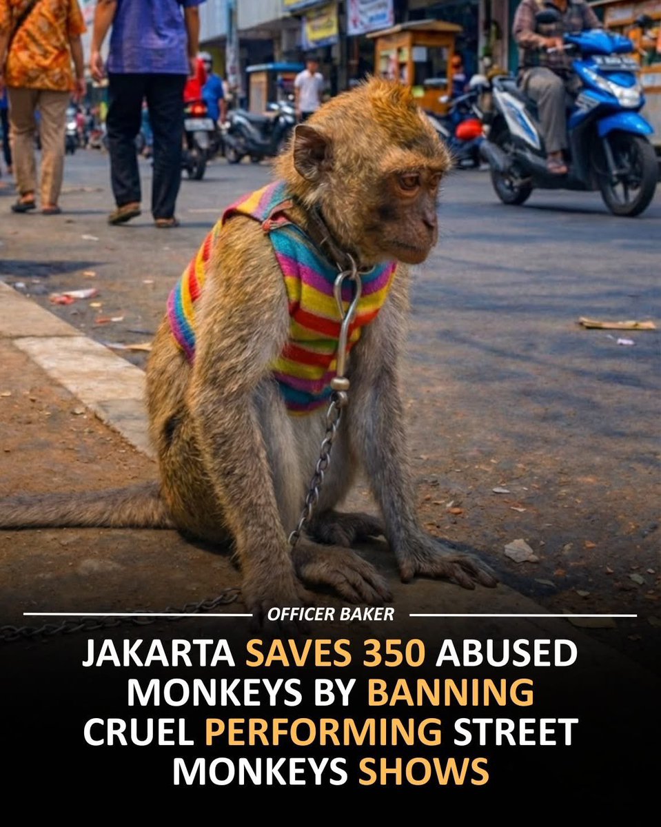 domdyer70's tweet photo. Jakarta saves 350 abused monkeys by banning cruel performing street monkey shows.🐵✨

Jakarta has taken a major step by banning street monkey shows that once filled busy roads. For years, masked macaques were forced to perform for coins while living in harsh conditions. Many residents raised concerns about animal treatment and health risks. After long discussions and public pressure, city leaders finally acted to stop the practice and begin a safer, kinder solution for everyone involved.

The city plans to buy back each monkey for about ninety dollars and help former handlers learn new skills. These workers will receive job training so they can earn income without relying on animals. The rescued macaques will be moved to Ragunan Zoo, where trained staff can focus on proper care, food, and medical support in a calmer environment designed for their needs.

Animal groups say nearly three hundred fifty monkeys were used across Jakarta streets. Many faced tough training, poor housing, and untreated illnesses. This ban shows how public voices can lead to change when safety and compassion matter. Protecting animals also helps protect people, proving that progress can respect life while improving city streets for residents, visitors, and future generations alike.

#fblifestyle #AnimalRights #WildlifeProtection #JakartaNews

References:
BBC News: Jakarta bans street monkey shows over welfare concerns
The Guardian: Indonesia city ends cruel monkey street performances
Reuters: Jakarta moves to rescue macaques from roadside shows
National Geographic: Street-performing monkeys and animal welfare debates
Al Jazeera: Jakarta buys back monkeys to end street acts