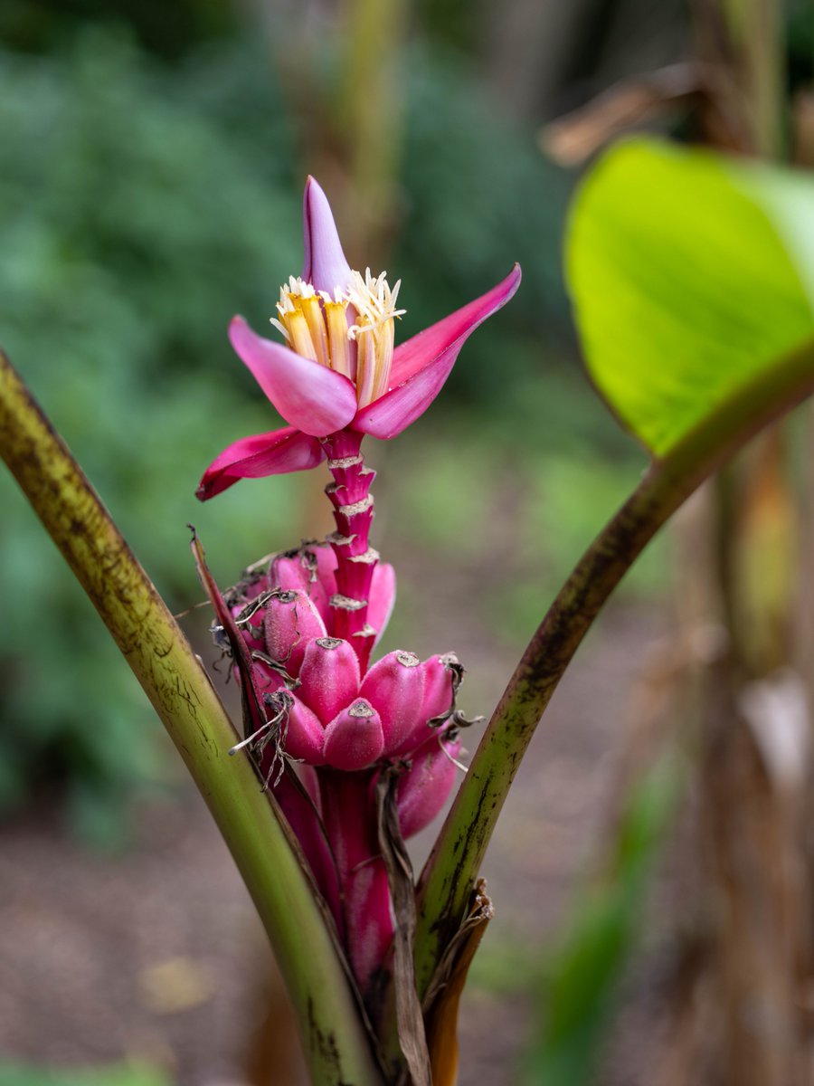 Botanic Gardens of Sydney tweet media