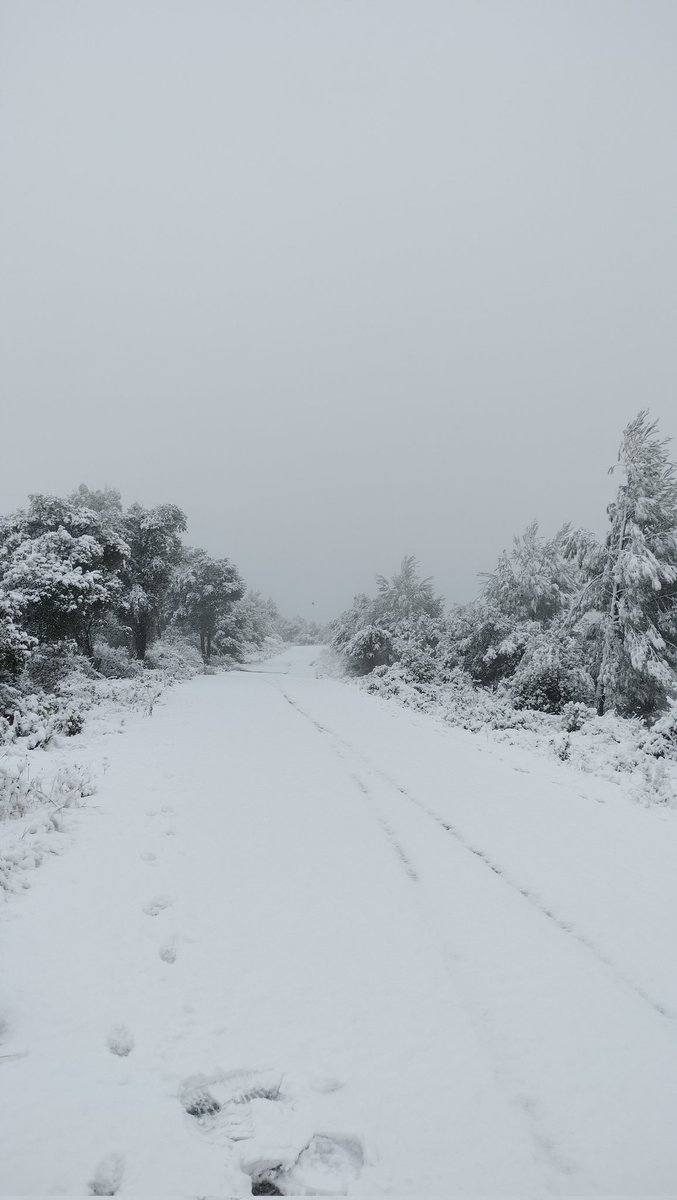 Òscar Moreno tweet media