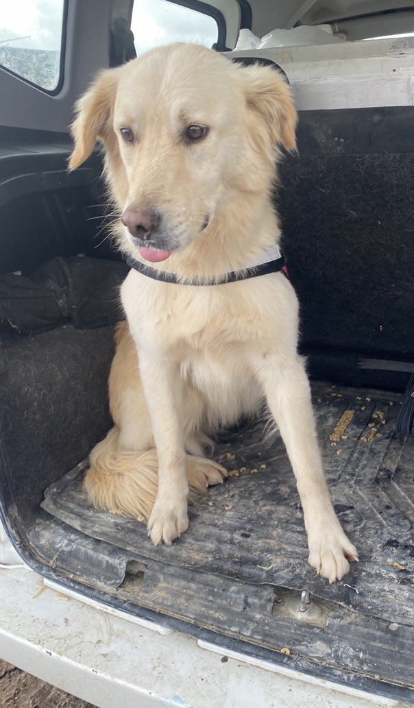 CrazyDaisyMls's tweet image. 🆘 Barınağa düşmekten son anda kurtarılan şu gariban hayvana hala bir yuva bulamadık.Hiç kimse ona evini bahçesini açmak istemedi. Bir çok insan da onun yuva ilanını görmezden geldi. Ve geçici olarak kaldığı yerde artık son günleri yuva bulunamazsa yeniden alındığı yere…