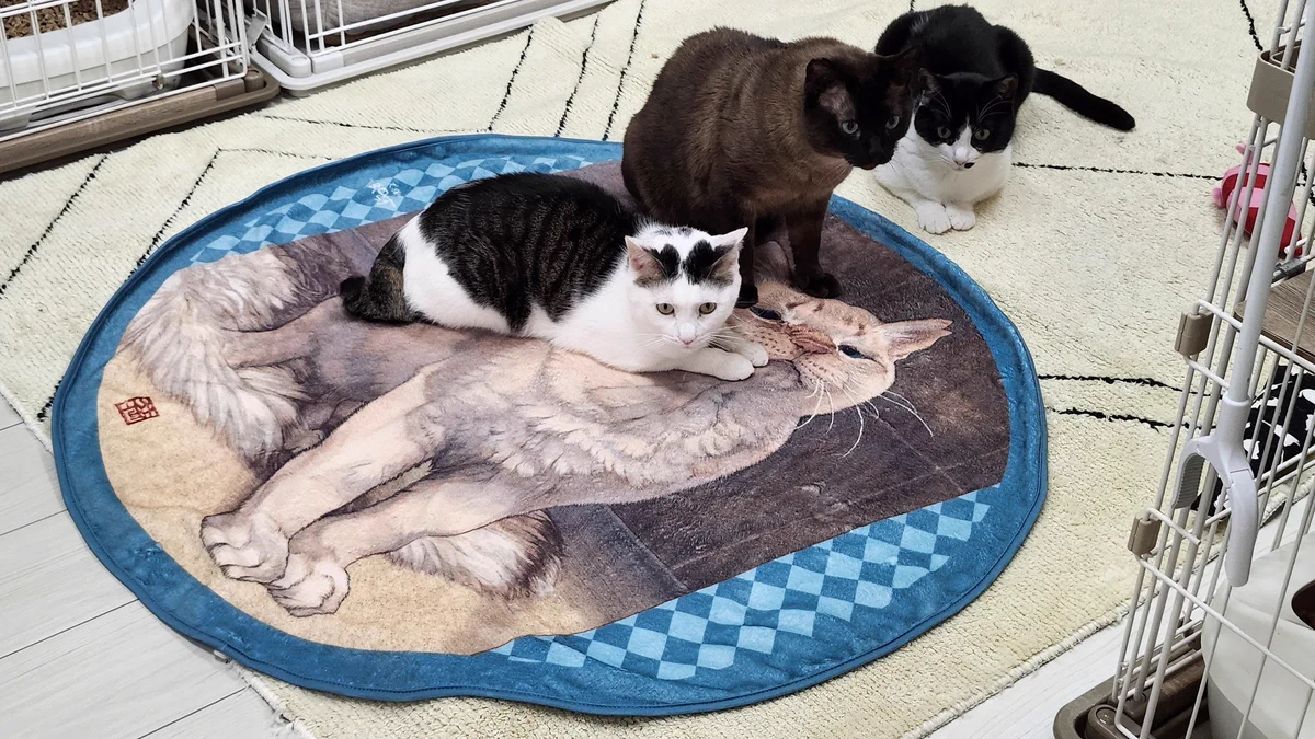 動物病院専用非売品　世界の猫 CATS OF THE WORLD 壁掛けパネル たすかふぇ（ゆたか動物病院） on X: 