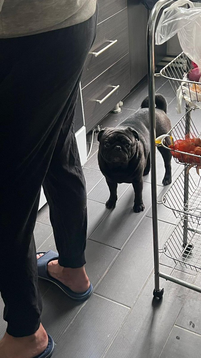 pittyperest's tweet image. Arkadaşa ev sahibi sorun ediyor diye geçici bırakılan bu ufaklığı geri almadılar. Ne kolay ya… Yuva arıyoruz bu çocuğa. Kedi ve köpekle anlaşıyor 🥺