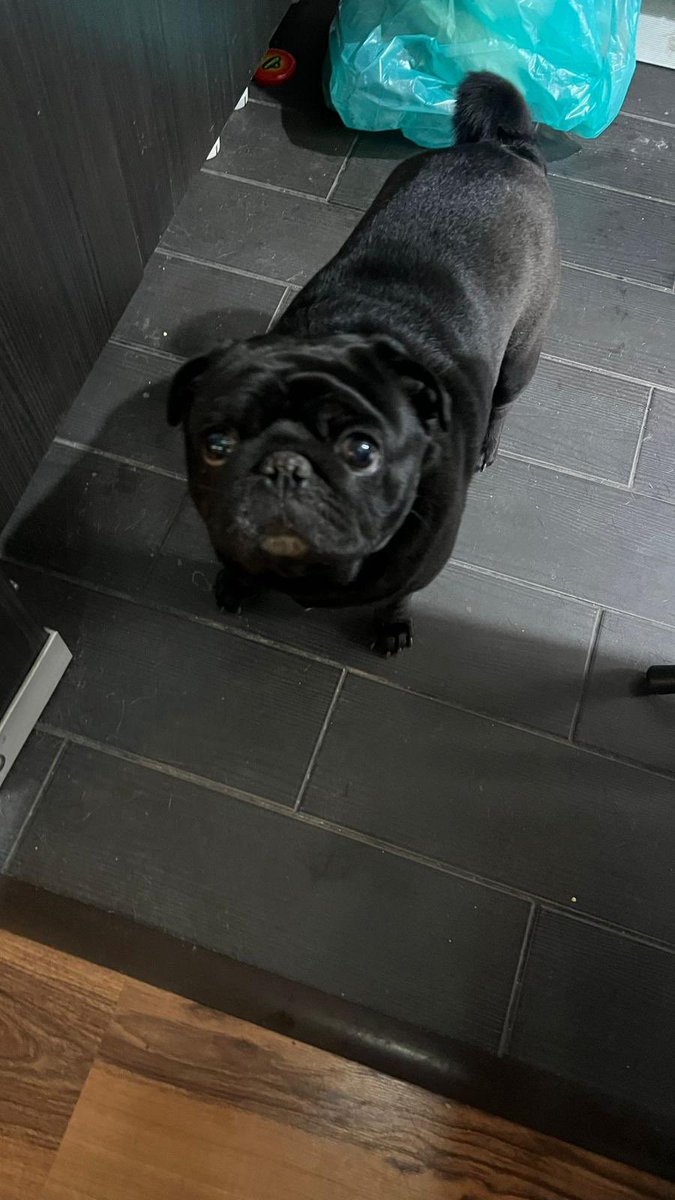 pittyperest's tweet image. Arkadaşa ev sahibi sorun ediyor diye geçici bırakılan bu ufaklığı geri almadılar. Ne kolay ya… Yuva arıyoruz bu çocuğa. Kedi ve köpekle anlaşıyor 🥺