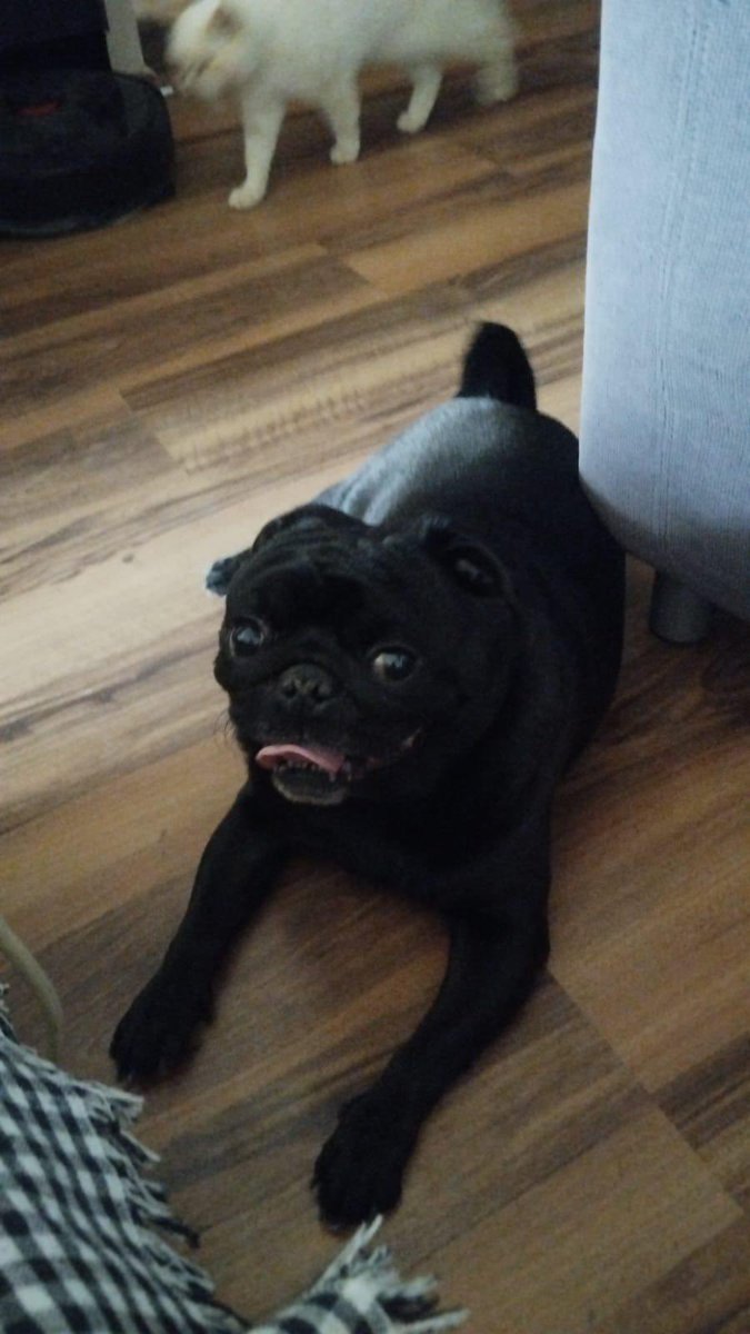 pittyperest's tweet image. Arkadaşa ev sahibi sorun ediyor diye geçici bırakılan bu ufaklığı geri almadılar. Ne kolay ya… Yuva arıyoruz bu çocuğa. Kedi ve köpekle anlaşıyor 🥺