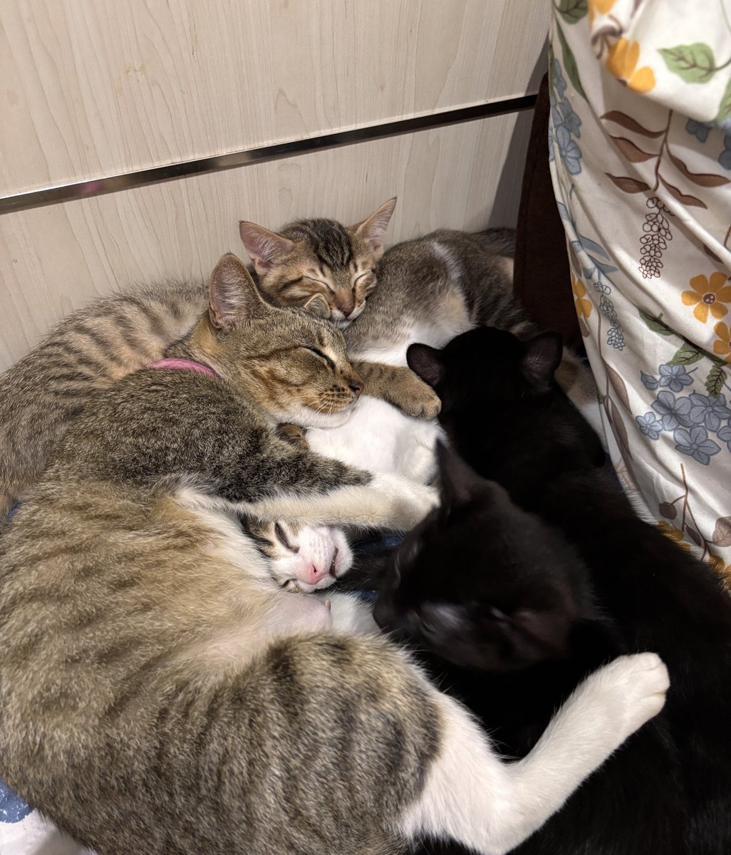 Cimoy🦭 tweet media