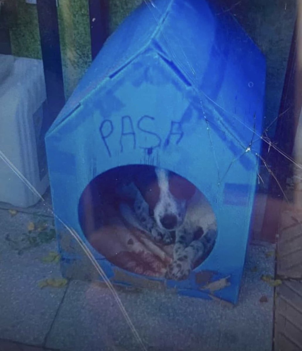 Paşa’nın kat*li tekrar gözaltına alındı, tutuklama talebi ile savcı karşısına çıkacak.

<a href="/tcailesosyal/">T.C. Aile ve Sosyal Hizmetler Bakanlığı</a> cani adamın çocuğuna tedbir konulmalı.

#PaşaİçinAdalet